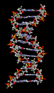 DNS modell