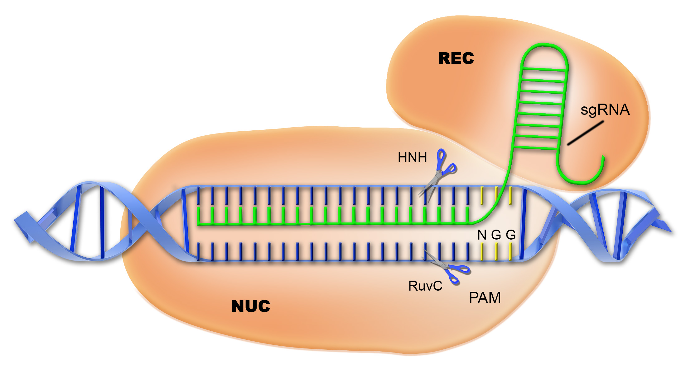 CRISPR-CAS9