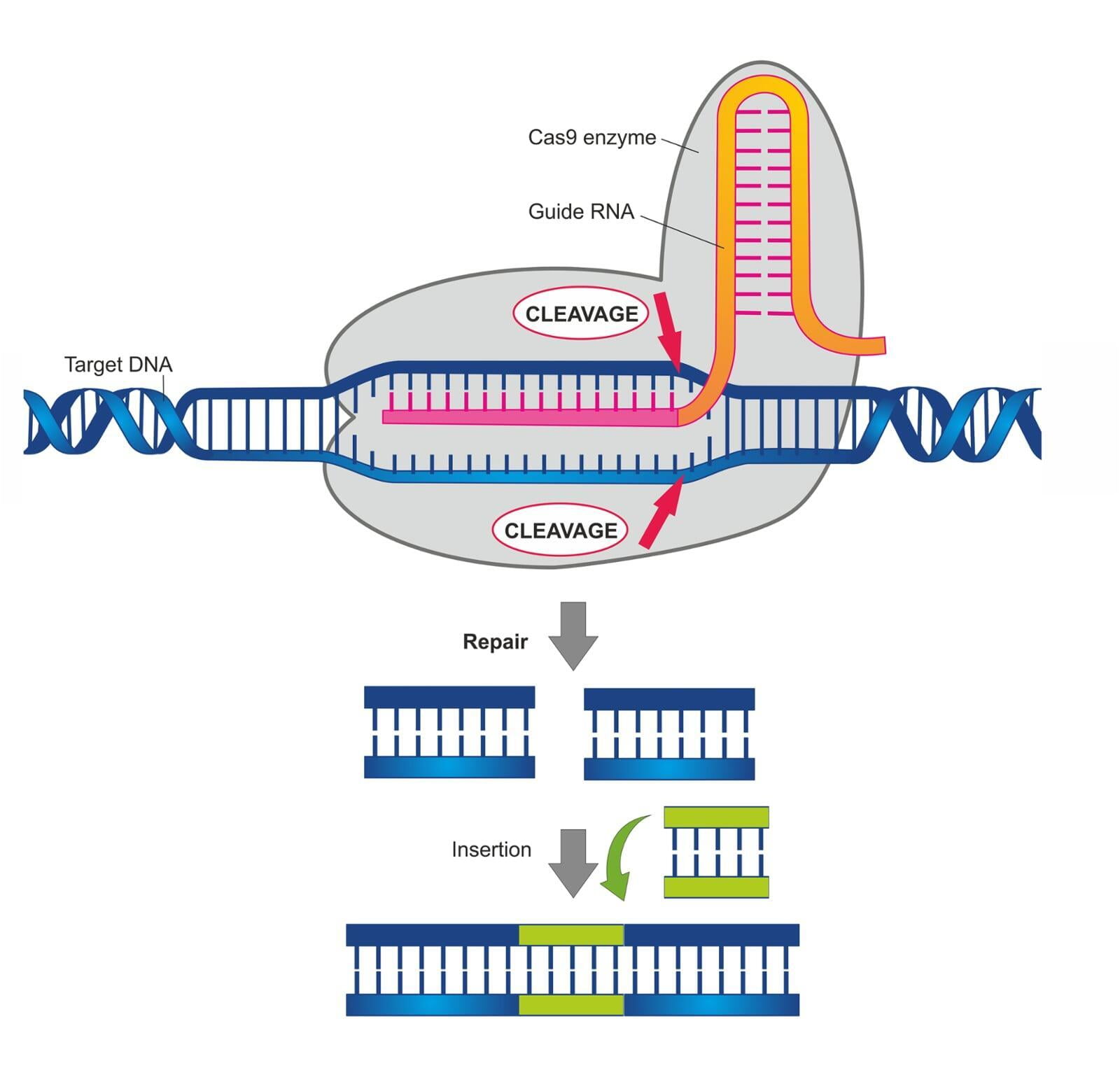 CRISPR működése